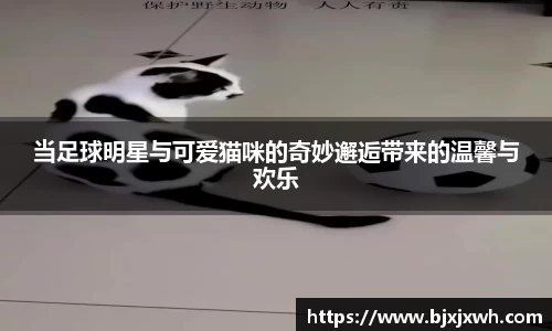 当足球明星与可爱猫咪的奇妙邂逅带来的温馨与欢乐